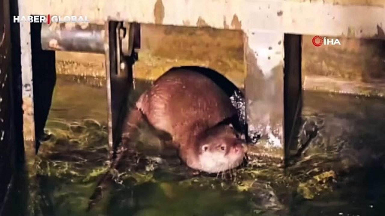 Bitlis’te hidroelektrik santralinde görenlerin ağzı açık kaldı!