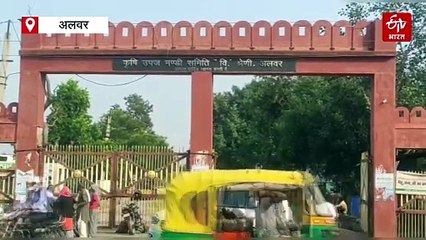 बांग्लादेश की अस्थिरता से कपास की मांग घटी, भाव एक हजार रुपए क्विंटल तक घटे, रुई के बाजार में ब्राजील हो रहा हावी