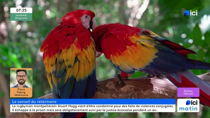 10/01/2025 - ici matin par ici Hérault en vidéo