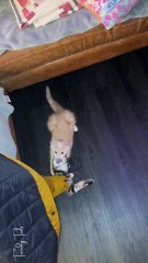 I guess I didn’t kitten proof the house well enough.