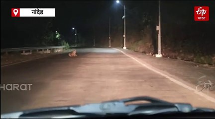 रेणुका देवी मंदिर परिसरात बिबट्याचा रस्त्यावर मुक्त संचार, नागरिकांमध्ये भीतीचं वातावरण