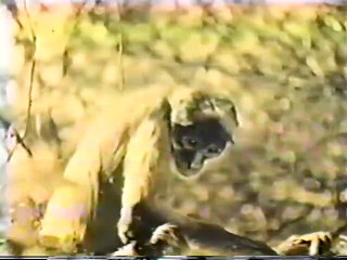 Lorraine of the Lions (1925) - Full movie