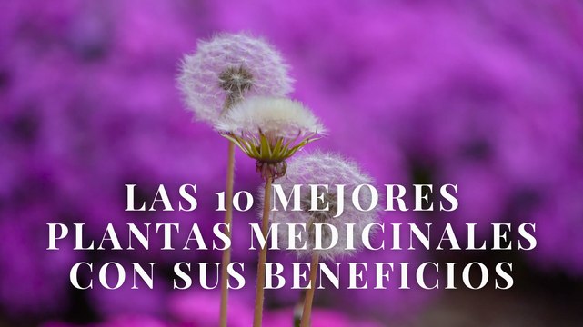 Las 10 mejores plantas medicinales con sus beneficios