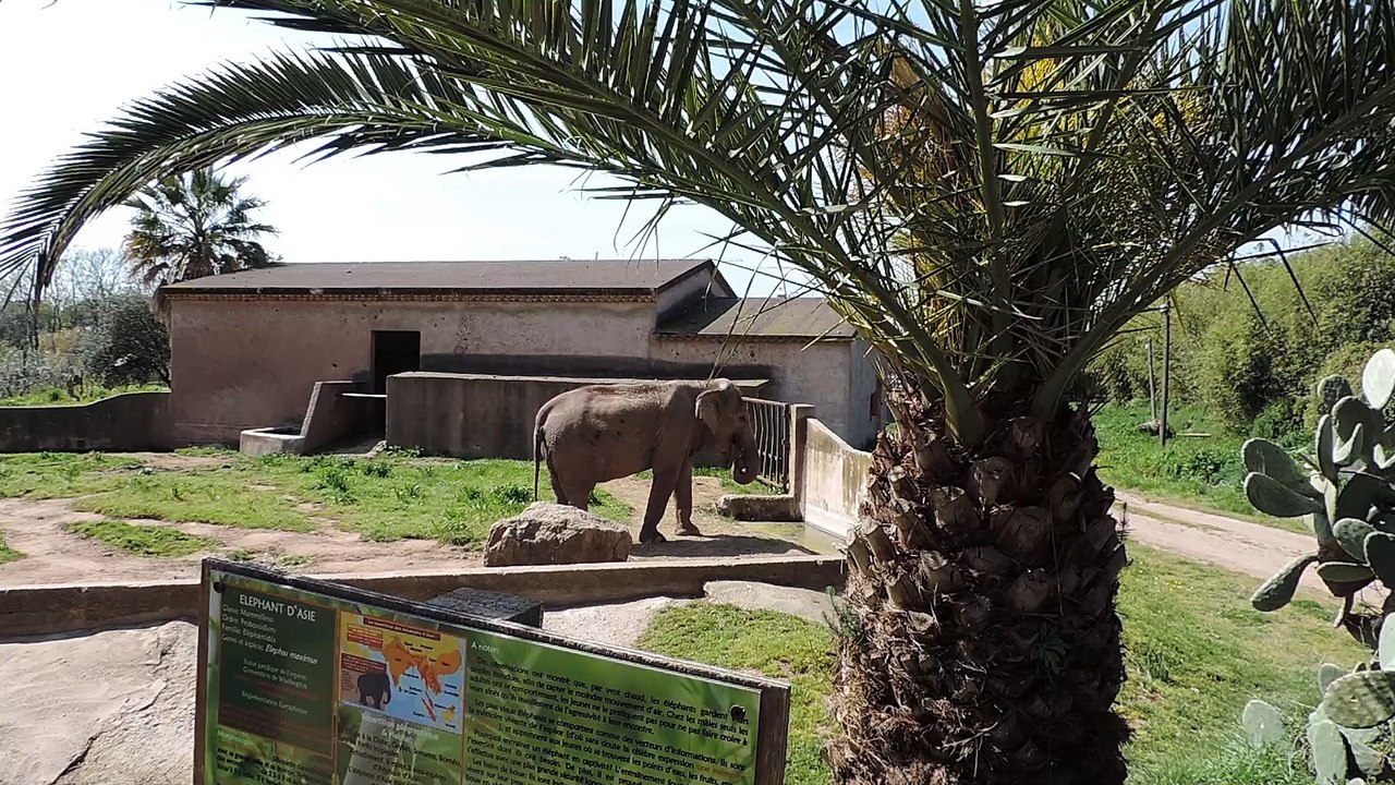 Eléphant au zoo en 2018