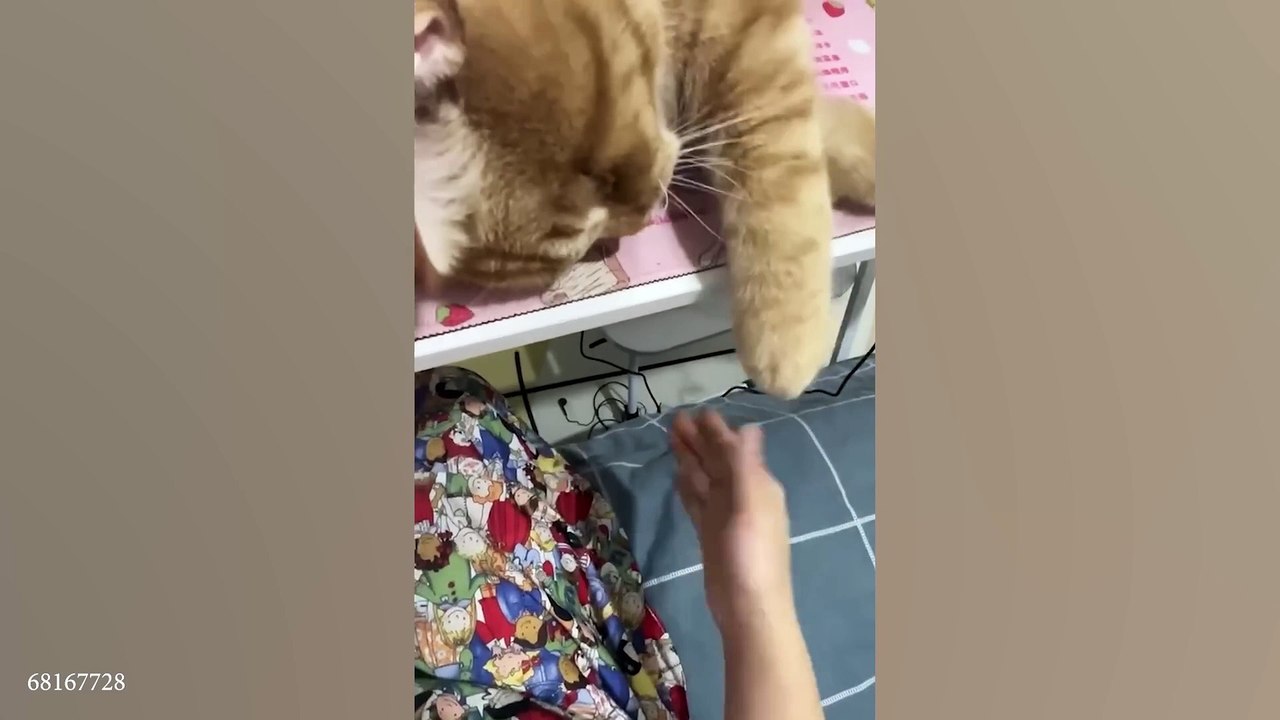 SILLY CATS are here to MAKE YOU LAUGH! 😆 Funny Cat videos 😂