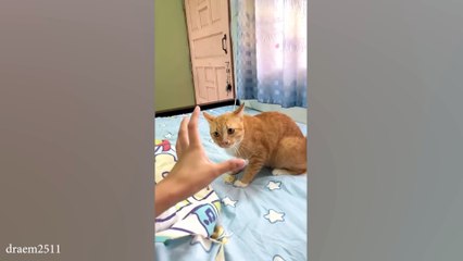 When you have a dramatic cat 😂 Funny Cat Videos 2024😹