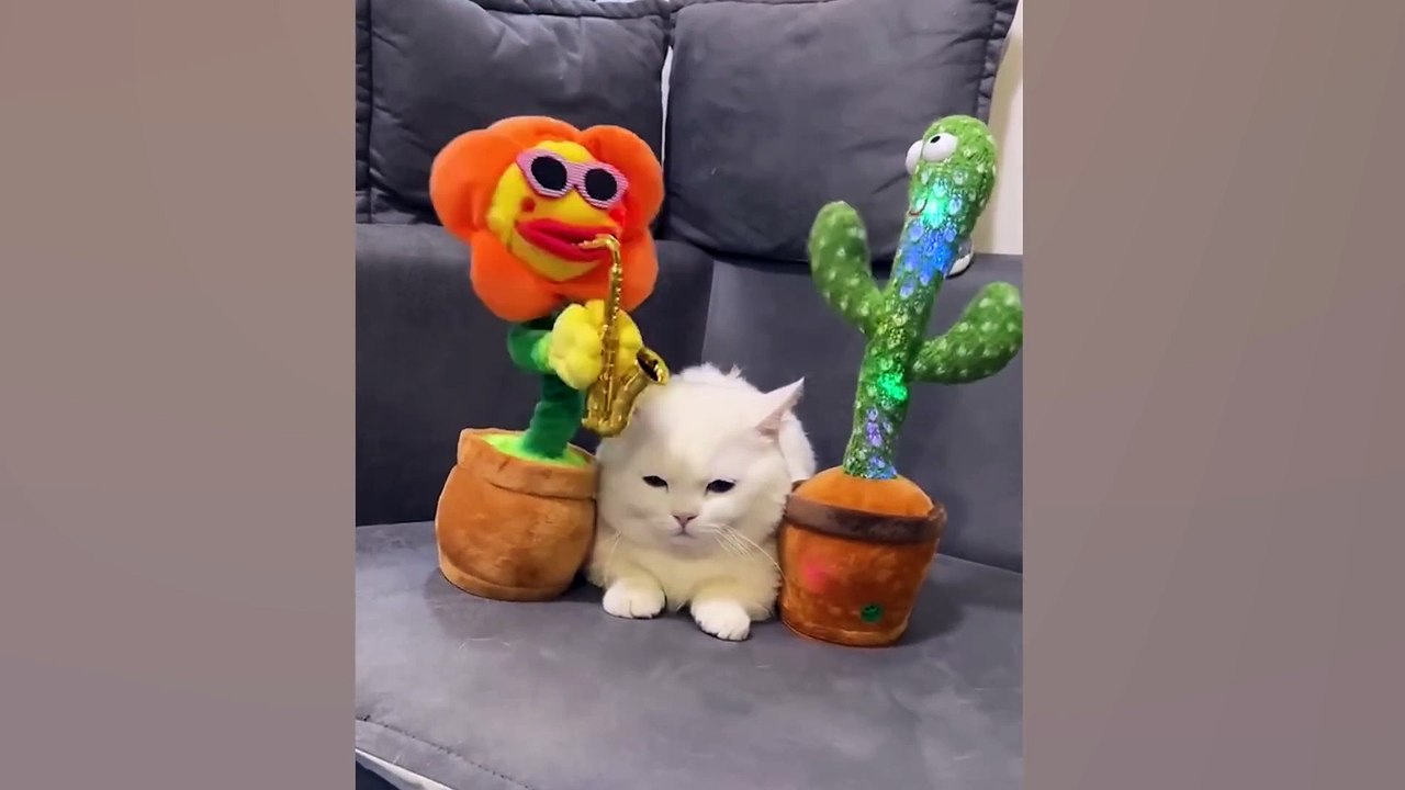 Top CRAZY CAT videos of 2024! 😆 Funny Cat videos 😂