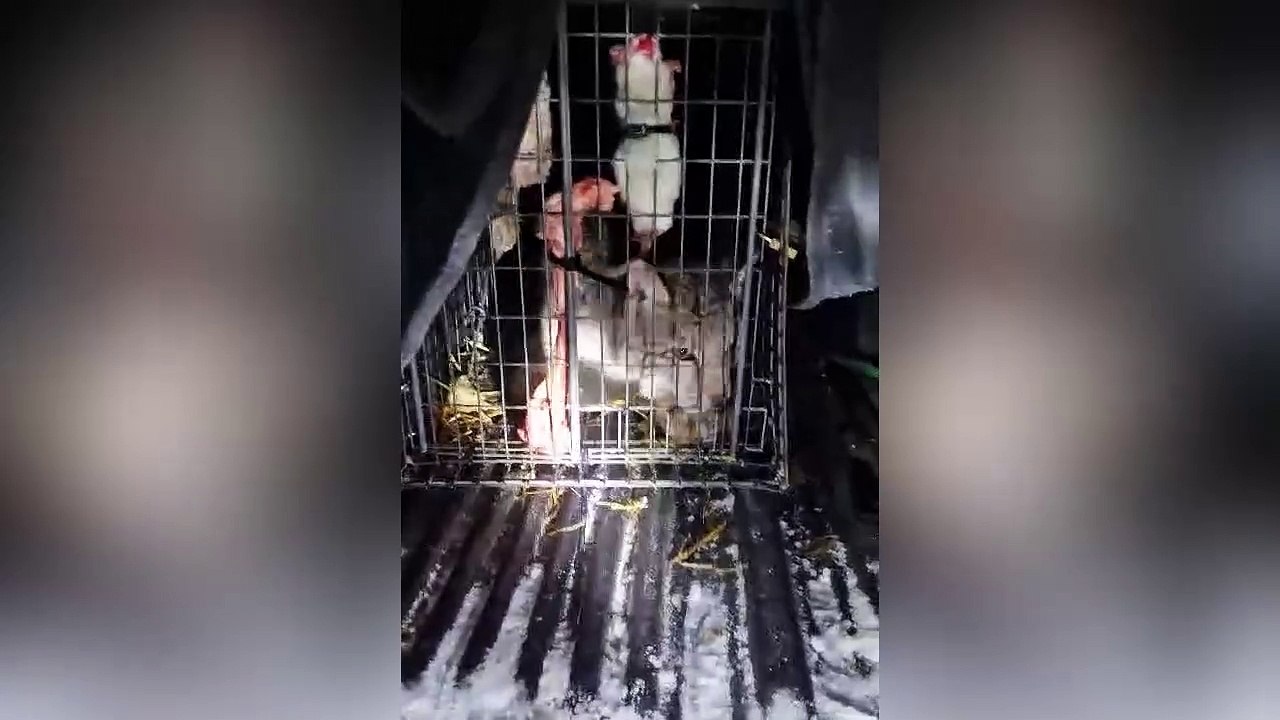 RZSS: Four Lynx illegally released into the wild in the Scottish Highlands