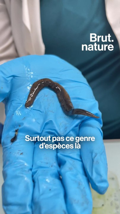 Les vers plats, carnivores et invasifs, menacent la France