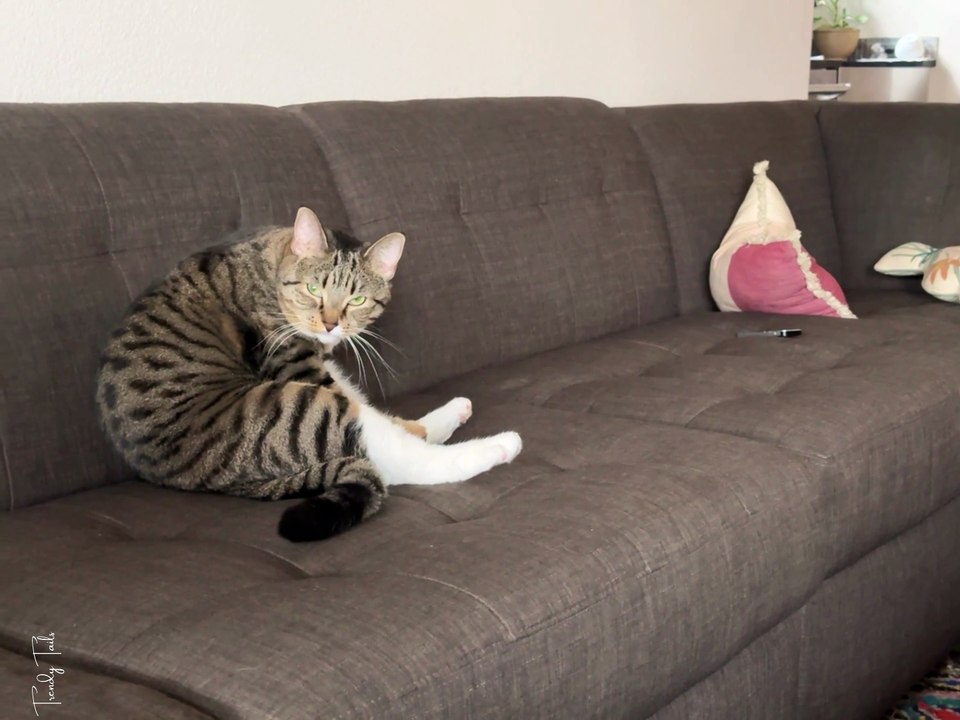 Cat didn't like me mocking her 😅