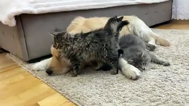 Amazing Love Between Golden Retriever and Cute Kittens [Cuteness Overload]