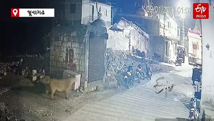 છેલ્લા 15 દિવસમાં આ સાતમી ઘટના, ફરી ગામમાં લટાર મારતા જોવા મળ્યો સિંહ પરિવાર