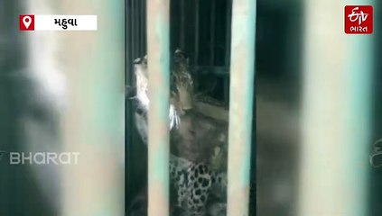 સુરત: પાંજરે પુરાયેલો દીપડોએ સળિયો તોડી નાખ્યો, ટોળું વળેલા લોકોમાં નાસભાગ મચી ગઈ