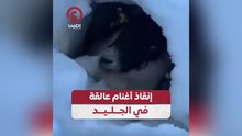 إنقاذ أغنام عالقة في الجليد