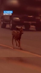Un pequeño “Bambi” huye desesperado de los incendios en Los Ángeles