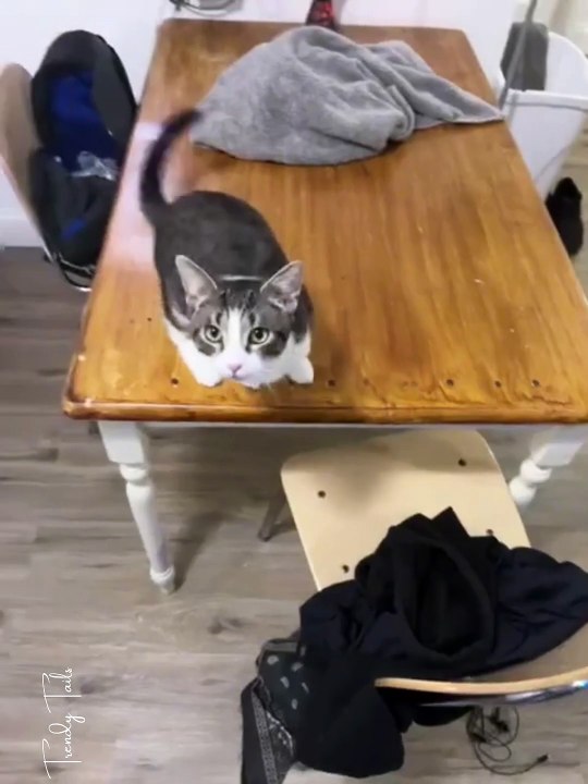 My cat jumps on me when he’s happy to see me