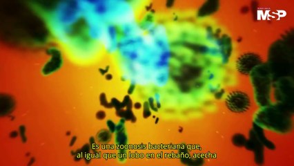 Brucelosis: Una Zoonosis de Importancia Clínica y Epidemiológica