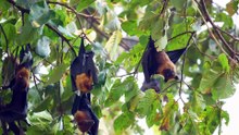 Incredible Bat Facts, Discover the Secrets of These Nighttime Wonders!