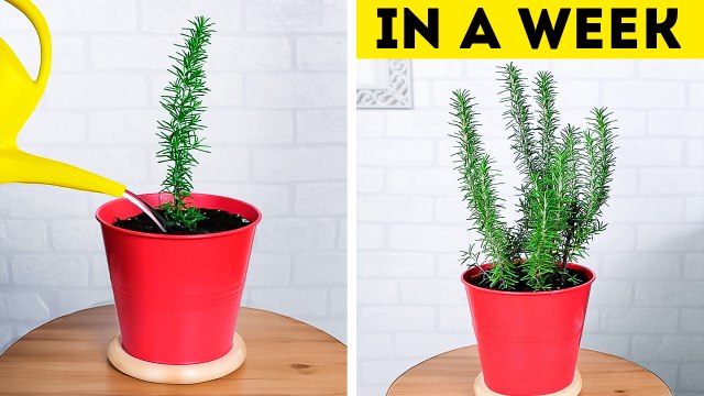 DIY Gardening Hacks and Tips to Maximize Space. Create Ultimate Indoor Oasis