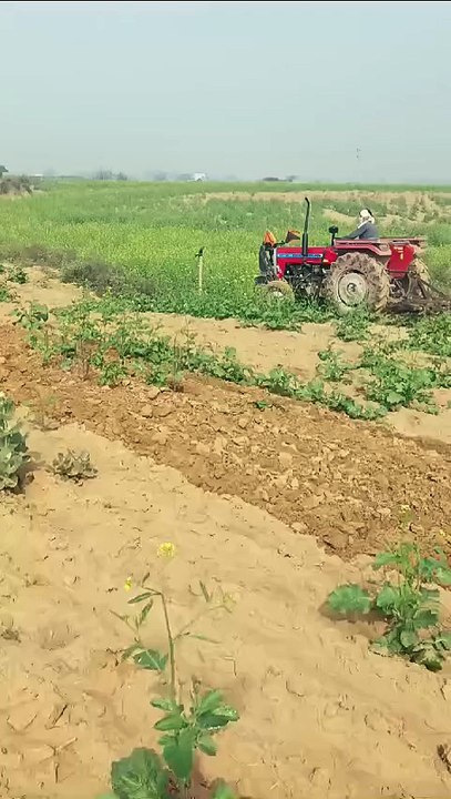 भू माफियाओं के खिलाफ राजस्व विभाग की बड़ी कार्रवाई, 100 बीघा चरागाह भूमि को कराया मुक्त, आरोपी लंबे समय से कर रहे थे जमीन पर खेती, पीला पंजा चलाकर फसल को किया खुर्दबुर्द