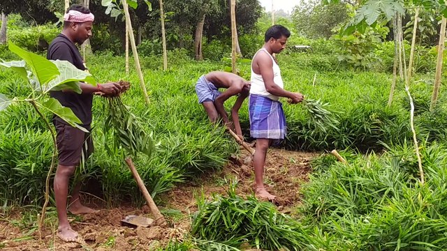 Pongal Ginger Crops Affected Heavily Great Loss to Farmers