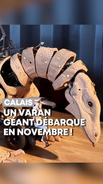 Après le Dragon, c’est un Varan géant qui va défiler à Calais !