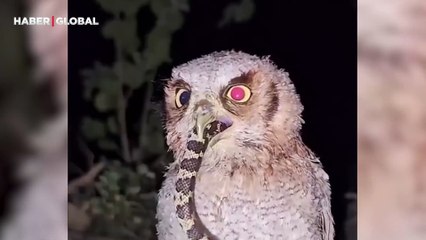 Yediği yılanı hazmedemeyen baykuşun görüntüleri viral oldu