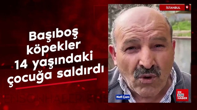 Sancaktepe'de başıboş köpekler, 14 yaşındaki çocuğa saldırdı