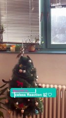this Cat Takes Over the Christmas Tree! 🎄