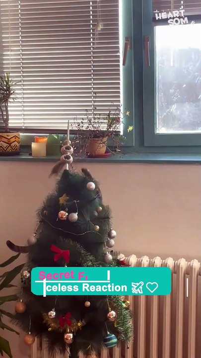 this Cat Takes Over the Christmas Tree! 🎄