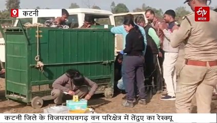 कटनी में तेंदुए का मूवमेंट, ग्रामीण घरों में दुबके, काबू करने में रेस्क्यू टीम को आया पसीना