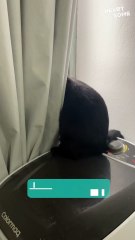 Cat Gets the Ultimate Jump Scare! 😲 Watch Her Hilarious Reaction