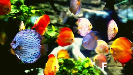 Learn Alphabet⧸English Letter F by Kids Rhymes Z ｜ Fish, Fox, Fire, Frog, Flower, and Fork