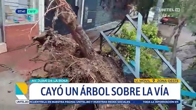 Constantes lluvias provocan la caída de otro frondoso árbol en Cochabamba que afectó la electricidad