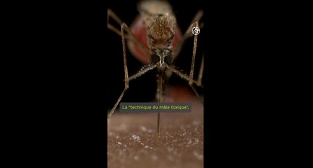 La "technique du mâle toxique", la solution pour mettre fin aux piqures de moustiques ?