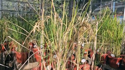 चावल अनुसंधान केंद्र किसानों के लिए साबित हो रहा है रामबाण, 15 से अधिक ने प्रजाति का धान दिया है केंद्र ने