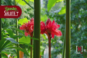 Scienza & Salute: 'Lo zenzero. Salutare e gustoso con brio'