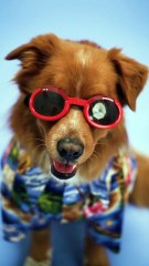 funny movement and funny animals