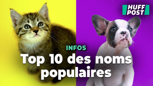 Voici les 10 noms les plus donnés aux chiens et aux chats en 2024
