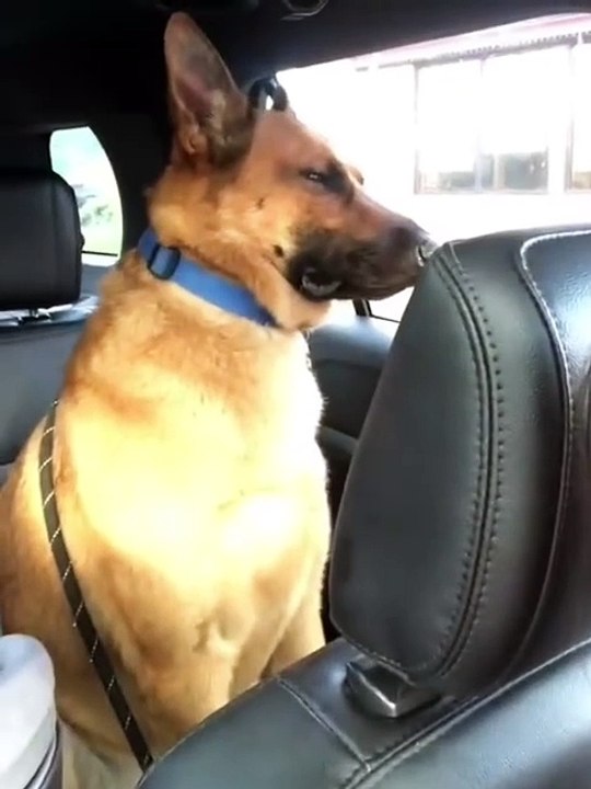 very funny animals