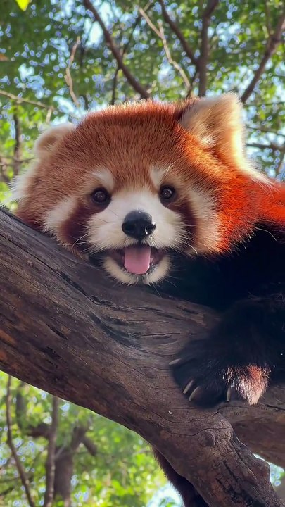 Funny animals , Red panda