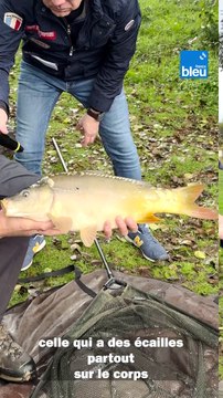 Pêche de la carpe au lac d'Uzurat