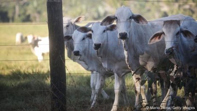Hit by drought, Brazilian cattle farmers struggle to adapt