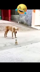 MOMEN FUNNY ANIMALS