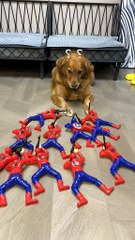 MOMEN FUNNY ANIMALS