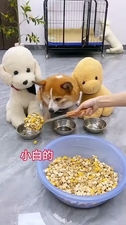 MOMEN FUNNY ANIMALS