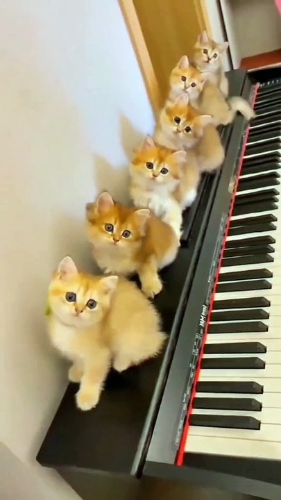 MOMEN FUNNY ANIMALS