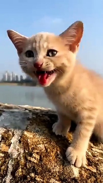 Cute cat 😺