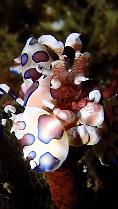 Astonishing Sea Creature