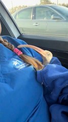 Injured Ibis Pokes Woman's Face with Beak